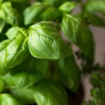 fenchol-basil-alzheimers-disease