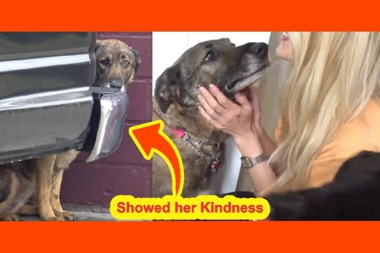 This Abandoned Dog Cried Like A Human After Rescuers Showed Her Kindness