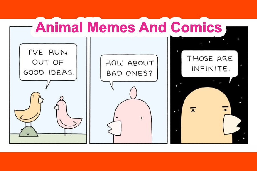 Animal Memes And Comics