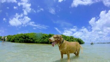 17 Beaches Where Dogs Are Allowed in Florida